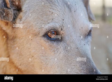 Group Of Ticks On Dog Head Close Up View Stock Photo Alamy