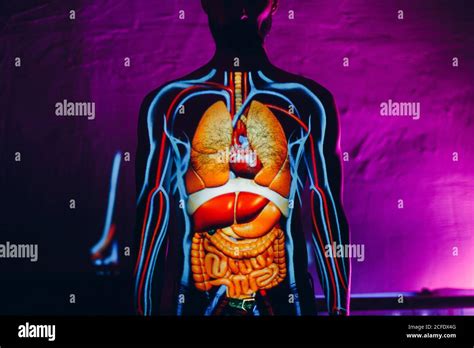 Mann Anatomie Innere Organe Stockfotos Und Bilder Kaufen Alamy