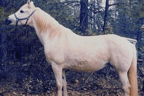 Welara Pony The Ultimate Horse Breed Profile Horse Wildlife