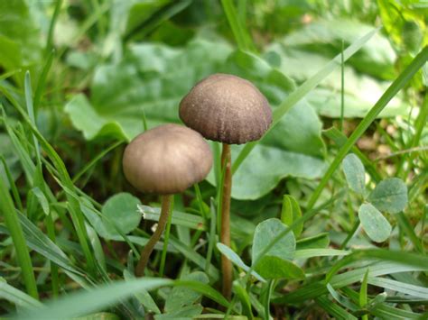 Another Ct Mushroom Id Mushroom Hunting And Identification