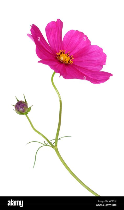 Beautiful Pink Cosmos Flower Isolated On White Stock Photo Alamy