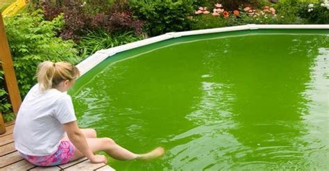 Is It Safe To Swim In A Pool With Algae Intheswim Pool