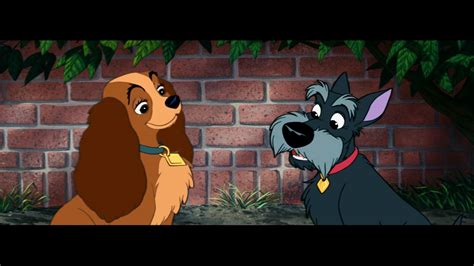 Lady And The Tramp Disney We Wallpaper 1920x1080 201816 Wallpaperup