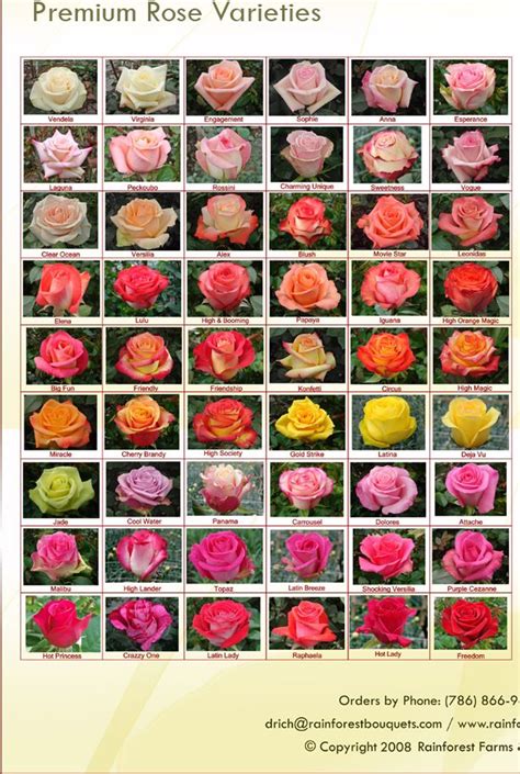 Dravendialogue Different Color Flowers Names List Of 300 Flower
