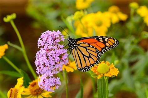 Viceroy Butterfly Vs Monarch How To Tell The Difference Birds And Blooms