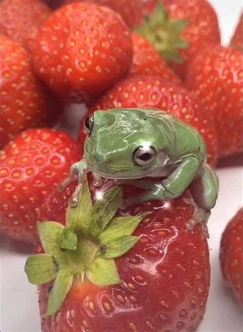 Strawberry Frog Cute Frogs Frog Pictures Pet Frogs