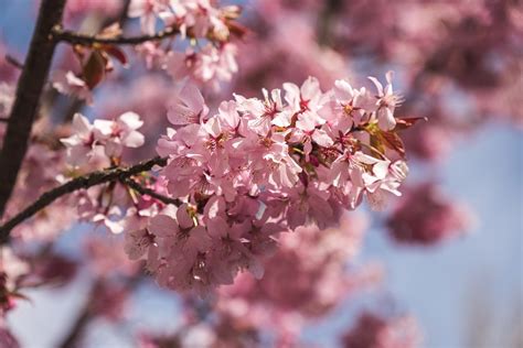 Cherry Blossom Japan Spring Free Photo On Pixabay Pixabay