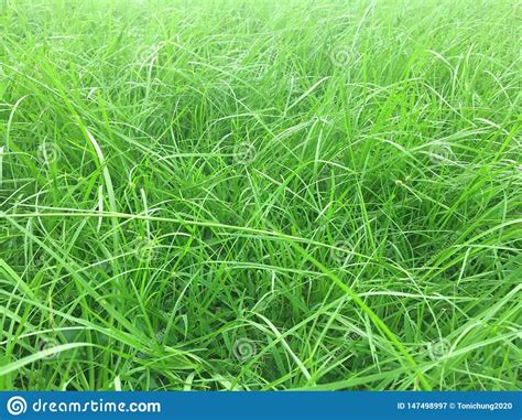 Green Grass Grows All Around Background Spring Nature Park Stock Image Image Of Blades Color