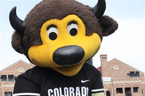 University Of Colorado At Boulder Buffalo Costumed Mascot Chip Look