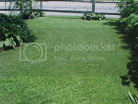 My Lawn Died Pics Please Help Diy Home Improvement Forum