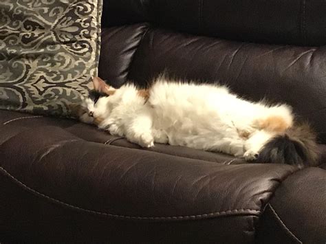 Heckin Chonker Took Over The Couch Rchonkychonkers