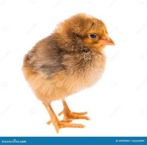 Little Newborn Baby Chicken Stock Photo Image Of Little Creature