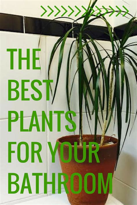 The 26 Best Plants For Bathroom Decor Bathroom Plants Cool Plants