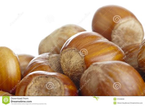 Hazelnuts Stock Photo Image Of Healthy Fruit Group