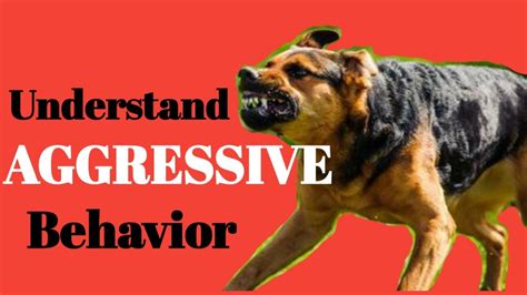 Understanding Dog Aggression And Body Language Growling Biting