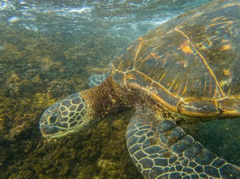 Tips And Seasons For Laniakea Turtle Beach In Oahu Hawaii
