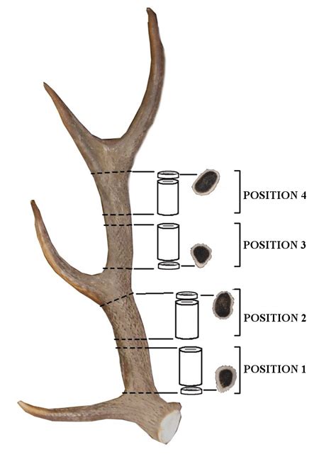 Deer Antlers Profile