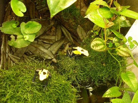 Tropical Terrarium And Vivarium Creation Amphibian Care