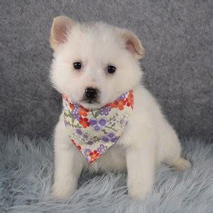 Ask questions and learn about greyhounds at nextdaypets.com. Female American Eskimo Puppy For Sale Sansa | Puppies For ...