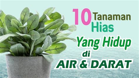 10 Tanaman Hias Yang Hidup Di Air Dan Di Darat Youtube