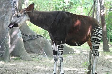 The Okapi Fun Animals Wiki Videos Pictures Stories