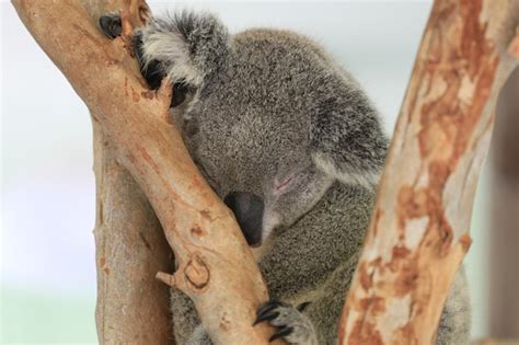 Premium Photo Koala Bear Sleeping On The Tree