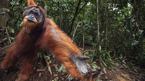 Petition · The Detrimental Effects Of Palm Oil Production On Our