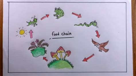 How To Draw Food Chain Easyfood Chain Drawing Youtube