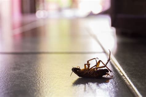 How To Avoid A Winter Cockroach Infestation Any Pest