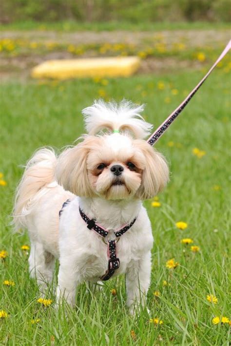 Dog Standing On The Grass Wearing A Leash And Her Owners