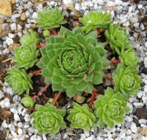 Photo Of The Entire Plant Of Hen And Chicks Sempervivum Green Wheel