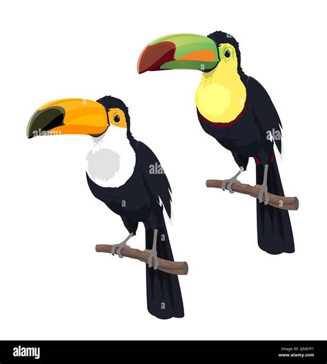 Cartoon Isolated Mexican Toucan Birds Mexico Costa Rica Or South