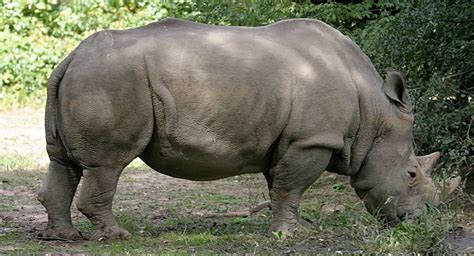 White Rhinoceros Animal Wildlife