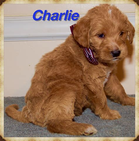 Labradoodle Puppies For Sale | Elkin Highway, Edwards, NC ...