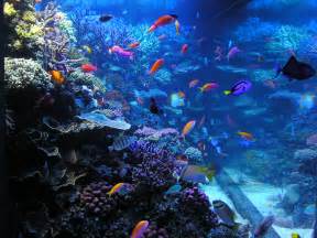 hours and prices as well as news and information about the aquarium 