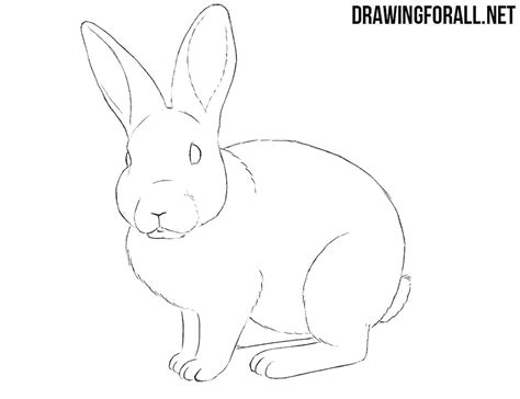 There are no set rules for how often to clean your rabbit's cage, but by doing a small amount of cleaning every day you will make things easier on yourself. How to Draw a Rabbit