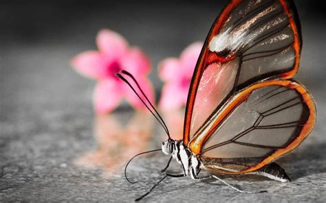 Rare Butterfly Hd Wallpapers