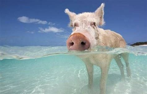 Wildlife Swimming Pigs Bahamas Pigs Swimming Pigs Bahamas