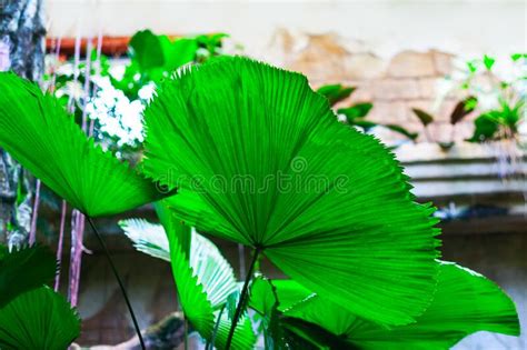 Large Tropical Leaves Stock Photo Image Of Leaf Ecology 266535030