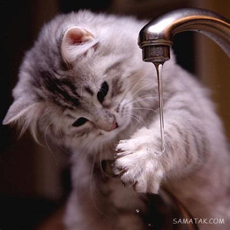 60 عکس گربه زیبا برای پروفایل و تصویر زمینه گوشی Hd بیا تو صفا