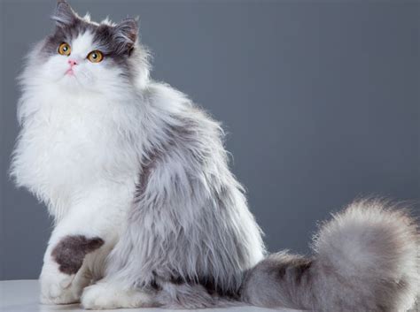 When the coat is blown into, the difference between the base color and the. 17 Most Popular Long Haired Cat Breeds Around the World ...
