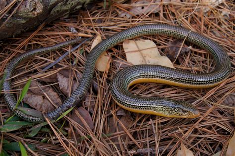 Check out our legless lizard selection for the very best in unique or custom, handmade pieces from our shops. Eastern Glass Lizard