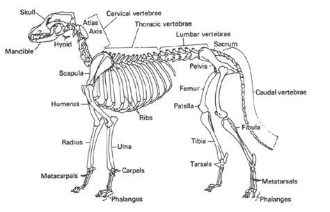 Canine Skeleton Diagram