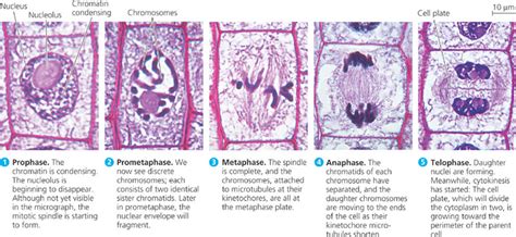 Plant Cell Mitosis Through Meiosis