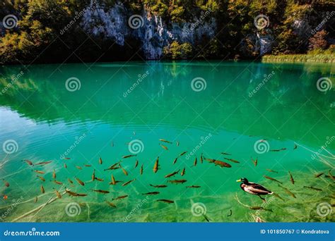 Crystal Water With Some Trees And Fish Plitvice Lakes National Park