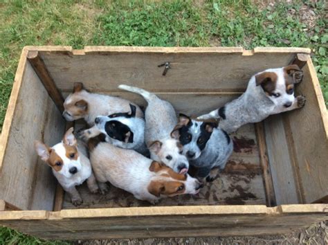 The australian cattle dog is of moderate build, enabling this breed to combine great endurance with bursts of speed and extreme agility necessary in herding cattle. Australian Cattle Dog puppy dog for sale in Roy, Washington