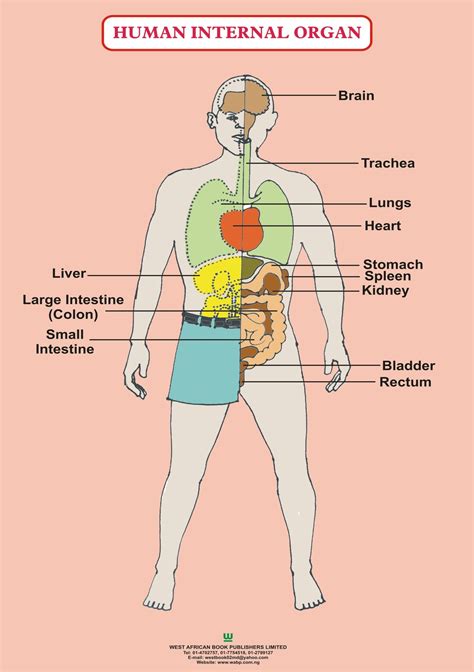 Chart Of Organs In Body
