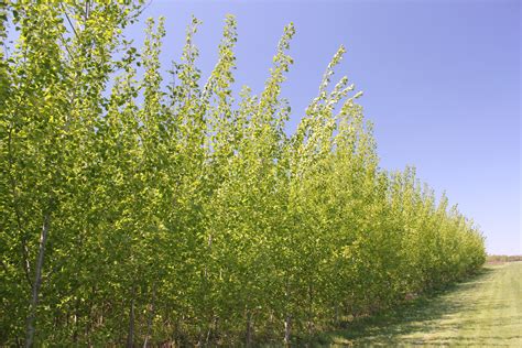 Hybrid Poplar Trees On The Kbs Lter Site In Late April Photo Credit J