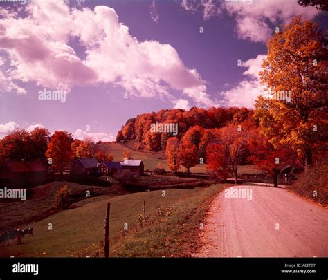 Vermont Farm Scene With Groves Of Flaming Red And Yellow Maple Trees In