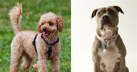 The Pitbull Poodle Mix Is It An Ideal Addition To Your Home By